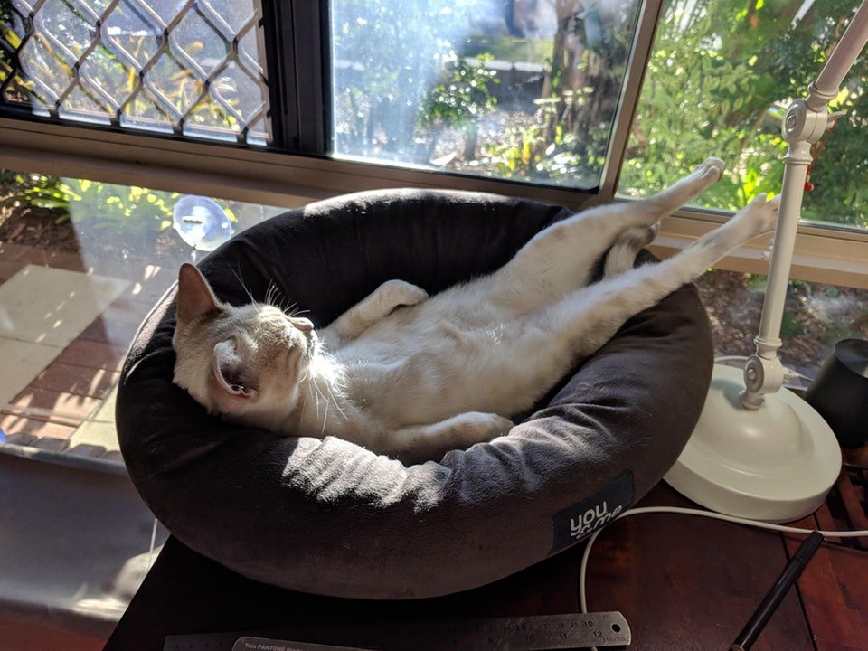 GazaUSA's tweet photo. 😎 #Lazy #CoolCat #Chilling #Watching the #Game 😼 #WorldCup #Sunday #Kitty #pets #animals #cat #POLCOL #JPNvSEN #SundayMorning #NYCPride #VamosColombia #AntManAndTheWaspEvent #follow #followback #follow4follow #followbackteam https://t.co/9KEpljJDzM