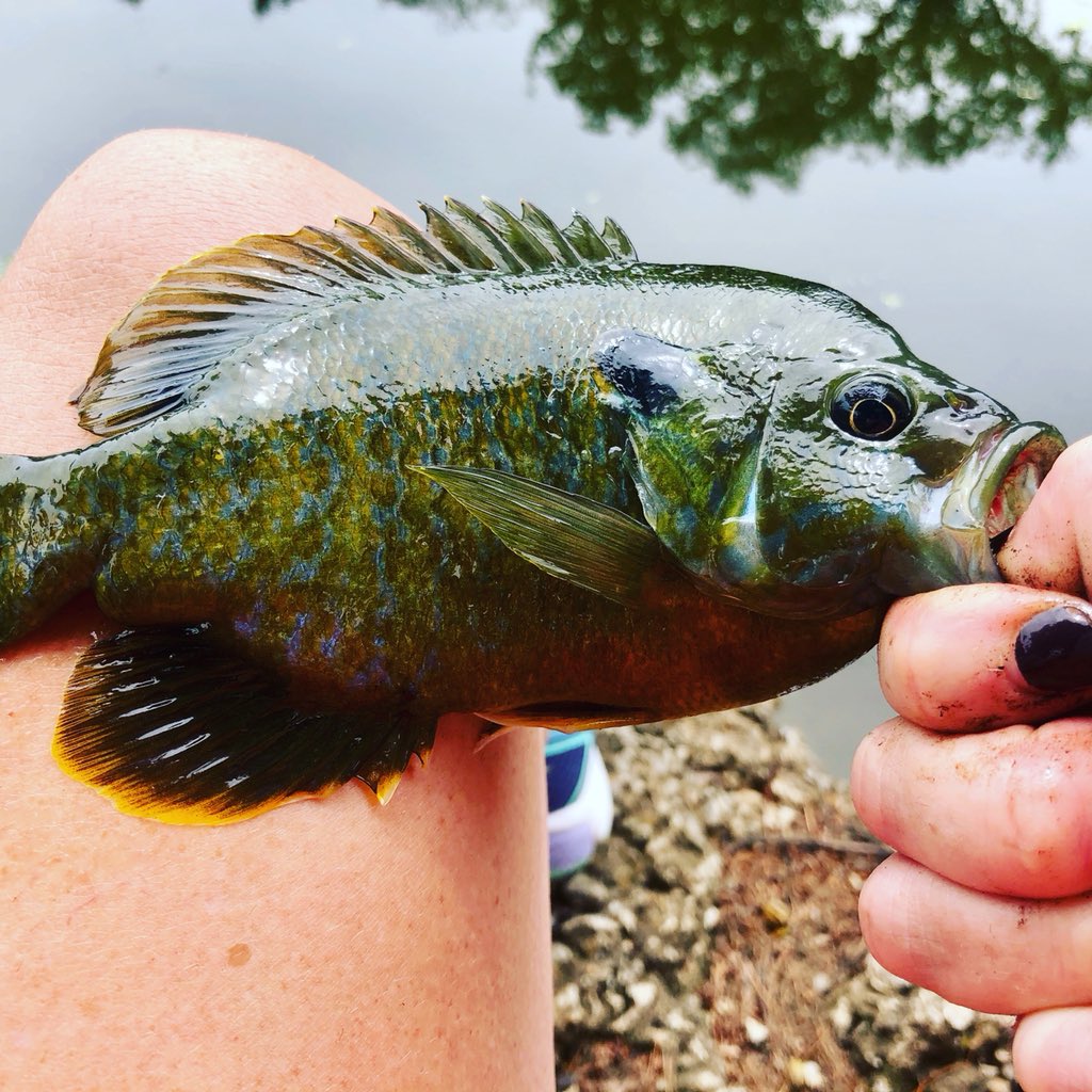 #SundayFunday #flyfishing #Fishing #fishinglife