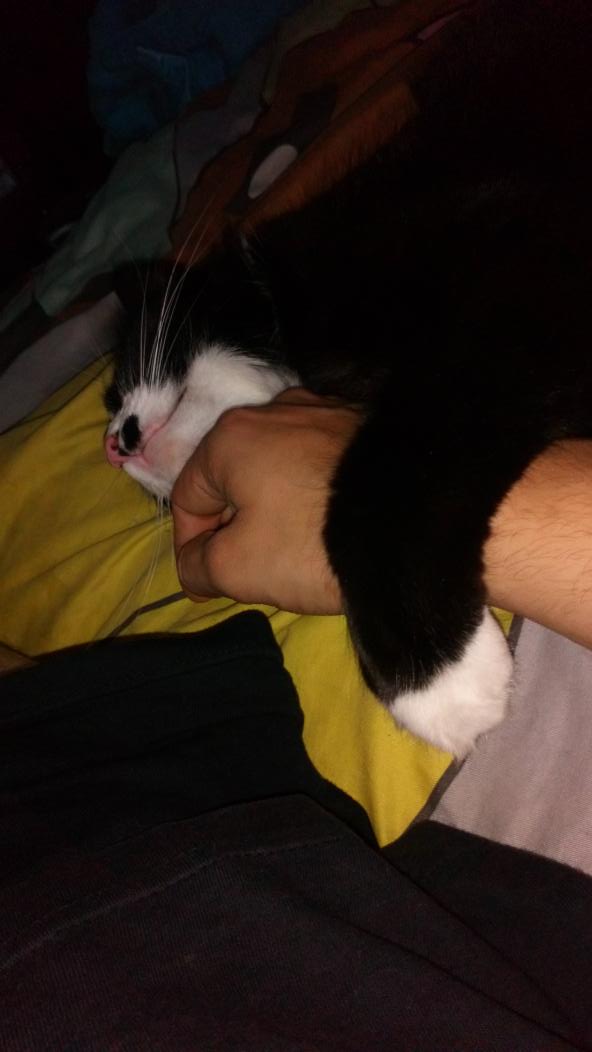 Beanomos's tweet photo. Cuddles with this little cutie #cat #cutie #cuddles #love #sleepy https://t.co/v3z2jqGrWU