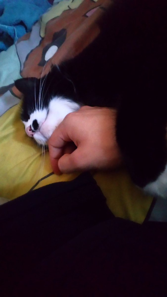Beanomos's tweet photo. Cuddles with this little cutie #cat #cutie #cuddles #love #sleepy https://t.co/v3z2jqGrWU