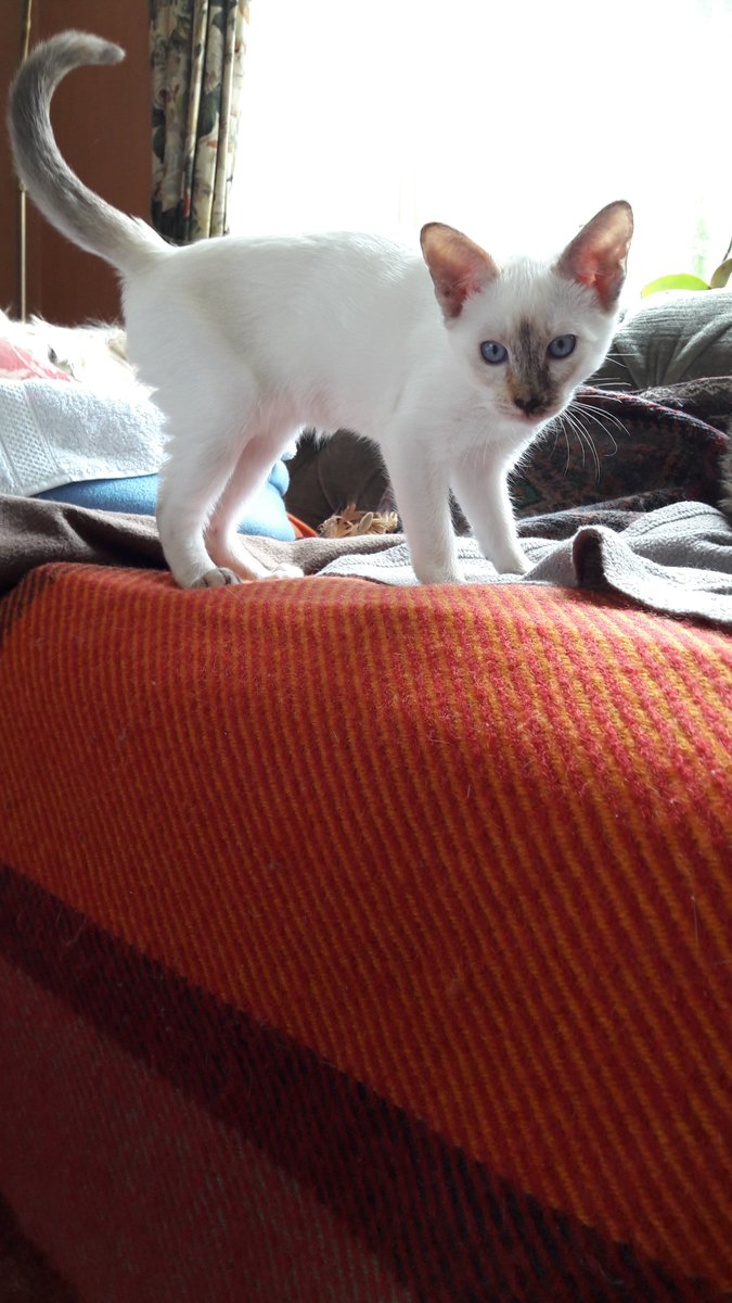 Danepoes's tweet photo. Hallo allemaal!!! Ik ben poes 5 van de Thai-familie hier en het is me hier een drukte😸😸😸😸😸 https://t.co/mnmrcyqQX0