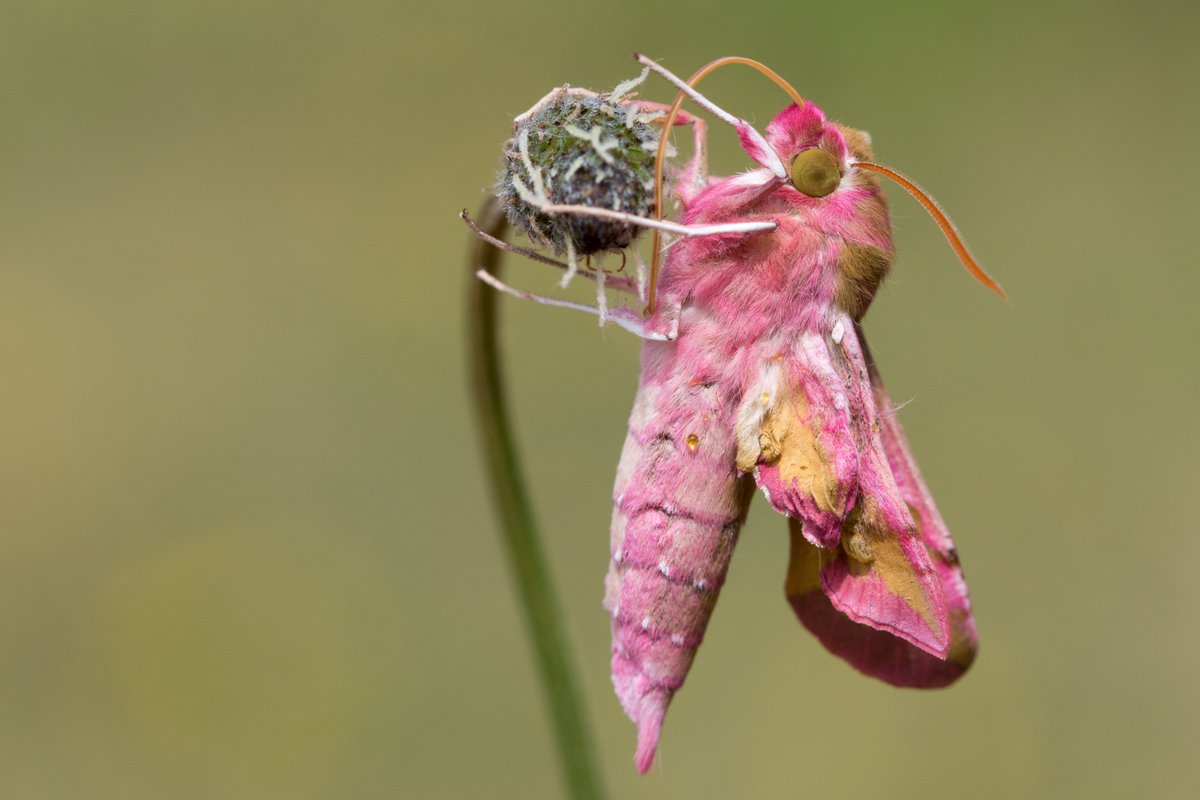 De #nachtvlinder klein avondrood die net uit de pop was gekomen en bezig was om de vleugels op te pompen.