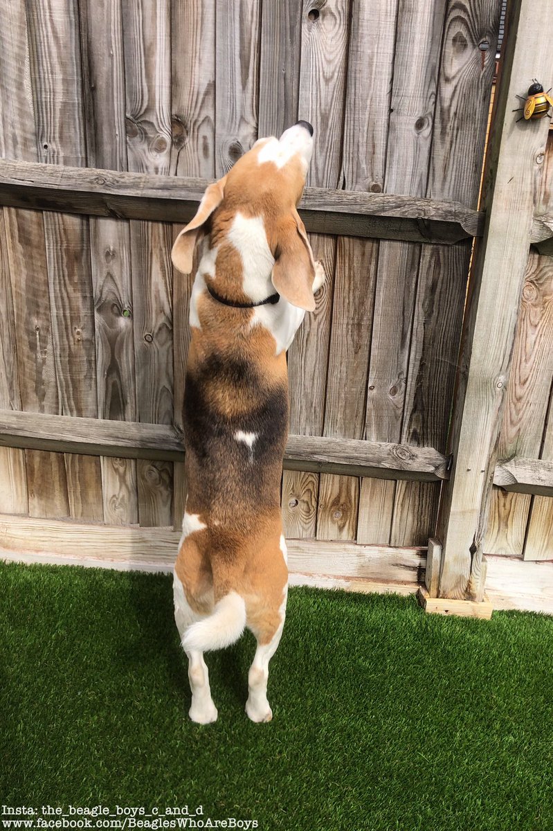 Beagle_Boys_ tweet picture