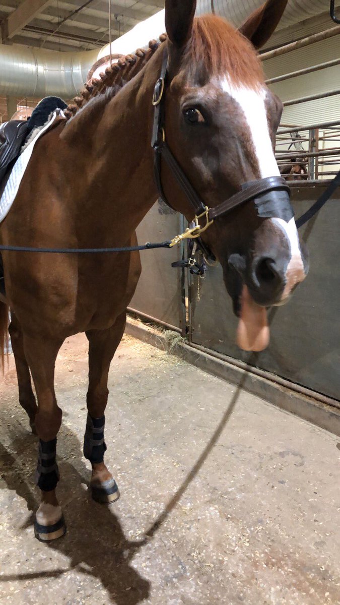 PCEventing's tweet image. So incredibly proud of this goober for surviving his first real jumper show at 21 ❤️😅
