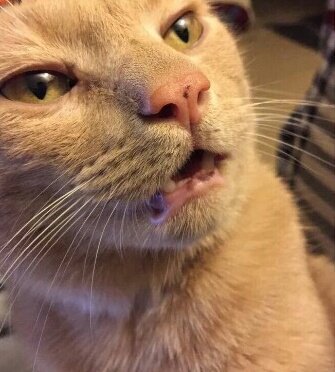 tmkdjdk's tweet photo. Cuando vas a decir algo y te das cuenta que no vale la pena https://t.co/uTWELpS9pD