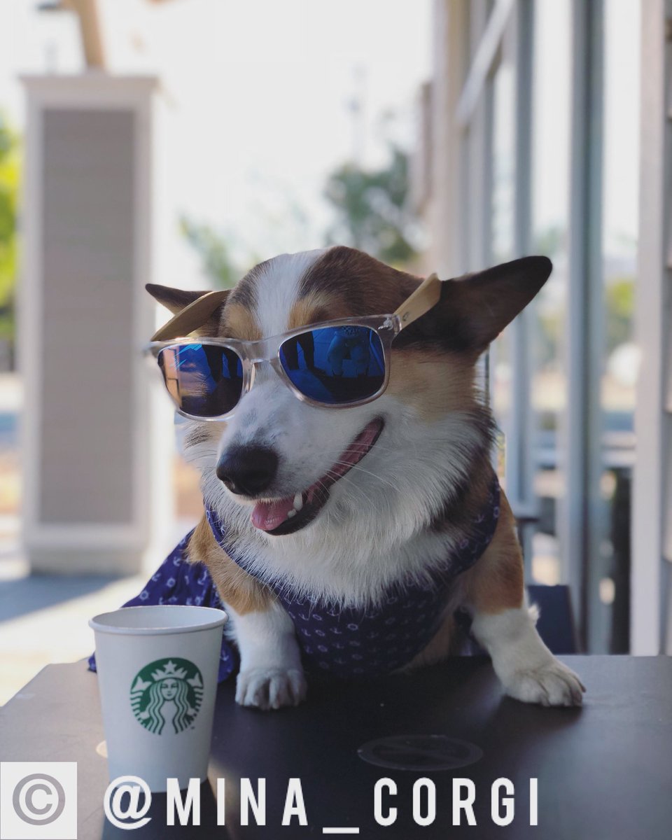 Mina_Corgi's tweet photo. Lemme buy you a drink ☕️💞 https://t.co/CI4GU7Lwo1