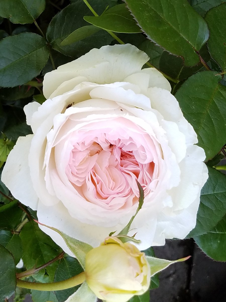 4fourtheking's tweet photo. #bolero #BoleroRose love my new rose!! So many stages and smells beautiful #creamrose https://t.co/GAC8GGtFuc