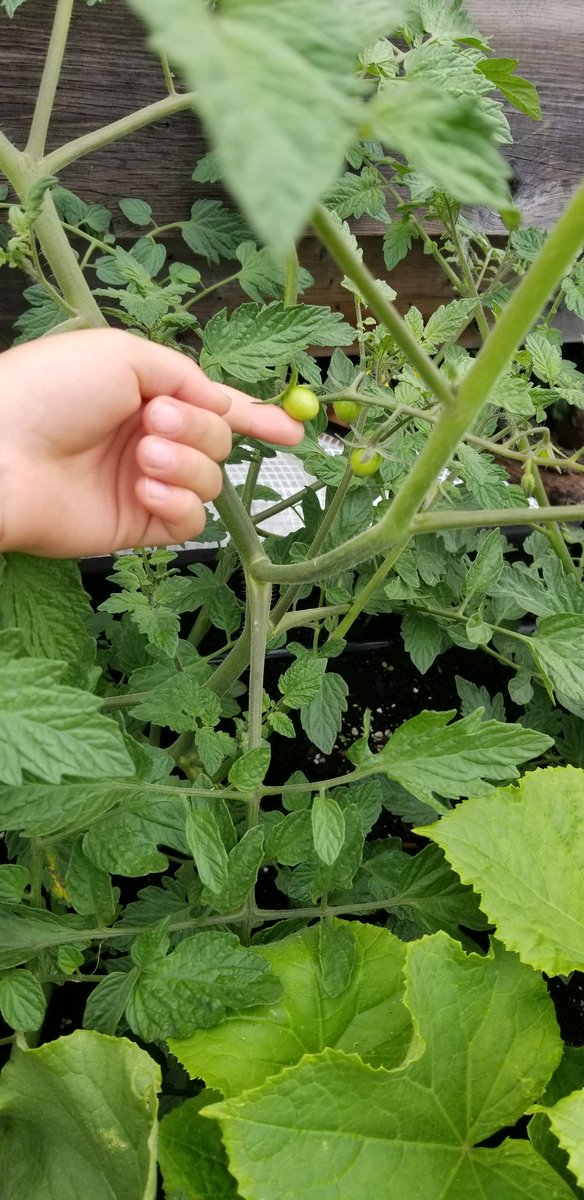 LisaHogan2222's tweet photo. My little gardener is so proud of the tomatoes, green beans, cucumbers and zuchinis that have started budding and growing. Hes been working hard as our water boy. "Mom, I cant wait for the brussel sprouts to start growing" #SaidNoKidEver #ExceptMine https://t.co/9UcEzisAk5