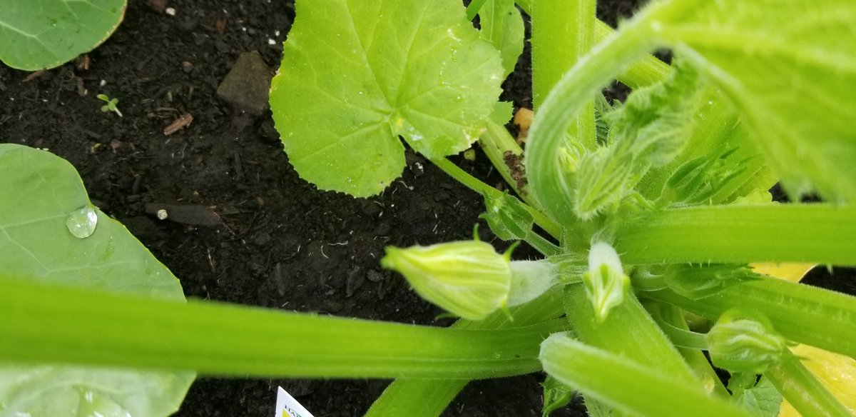 LisaHogan2222's tweet photo. My little gardener is so proud of the tomatoes, green beans, cucumbers and zuchinis that have started budding and growing. Hes been working hard as our water boy. "Mom, I cant wait for the brussel sprouts to start growing" #SaidNoKidEver #ExceptMine https://t.co/9UcEzisAk5