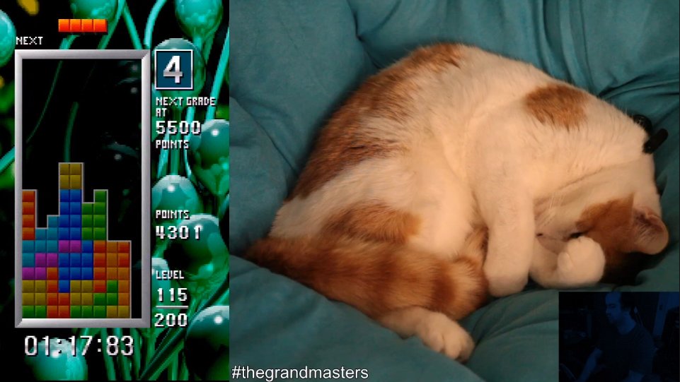 Let's take a moment to appreciate this Twitch layout. Maximum cat, minimum clutter.