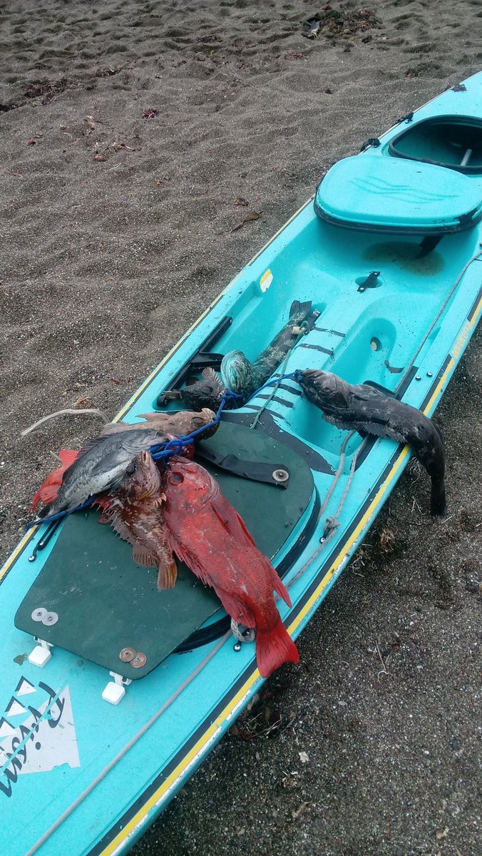 johnnykelphead's tweet photo. #tugisthedrug #kayakfishing #fishfix Oh happy day. back in before noon. #tightlines #cambria #calcoast #nature #saltlife lucky again. #cckf https://t.co/65SFbhxL9H
