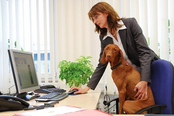 The Pros and Cons of Bringing Your Dog to Work: bit.ly/2yAVZwA