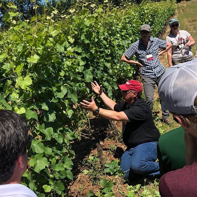 Robb_Holder's tweet photo. Behold this Pinot Noir vine! #OPC2018 is in full swing.
.
.
.
.
.
#oregon #willamette #pinotcamp #2018 #whitebus #whitewhale https://t.co/vPPcqRGp5Q https://t.co/qHzxYbE3fI