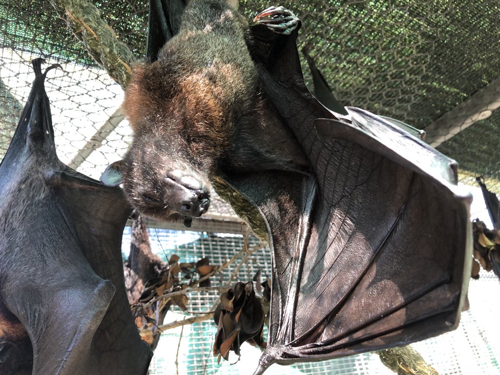 BatConservancy's tweet photo. Another #SleepySunday courtesy of Lucy. Looks like all the bats are taking the weekend to rest up so they can be A+ hosts when the tours come through!
#variableflyingfox https://t.co/a30nbrFAxT