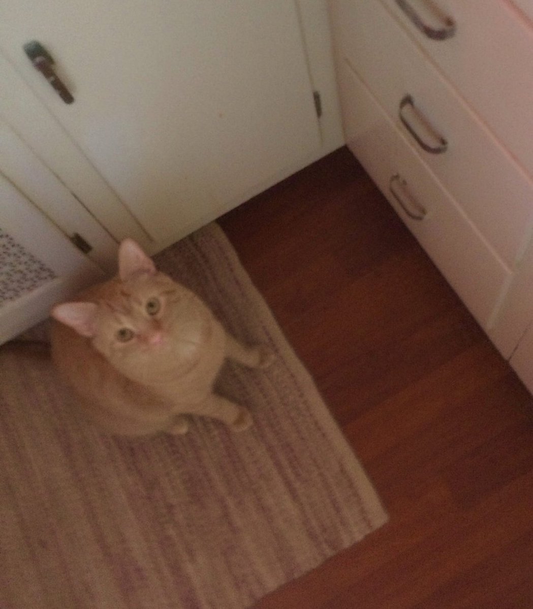 emilyspks's tweet photo. My new cat 

#cat #CatsOfTwitter https://t.co/anEtfYNtXe
