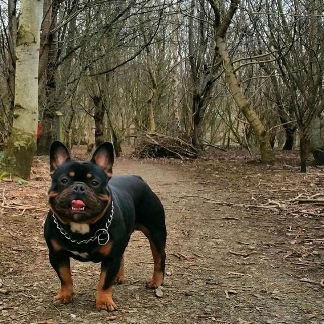 FrenchiesMax's tweet photo. 👈 Press follow us🐾 ⠀
To be Featured: #frenchiemax⠀
⭐️ Have a great day.⭐️
Credits▶️ @hararebulldogz
 ❤️ .❤️ DoubleTap &amp;Tag a Friends⤵️⠀
Thank you ! ♥️♥️♥️♥️♥️♥️⠀
.⠀
.⠀
.⠀ https://t.co/xTbFYEryJD