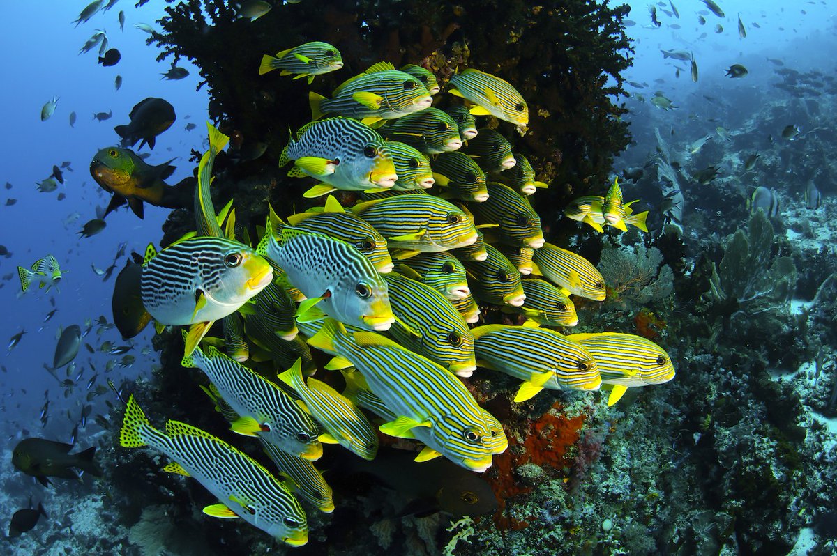 PADI_Travel's tweet photo. RT @BUScuba: We'll take you to school 🐠 https://t.co/zgIhvLVXjF