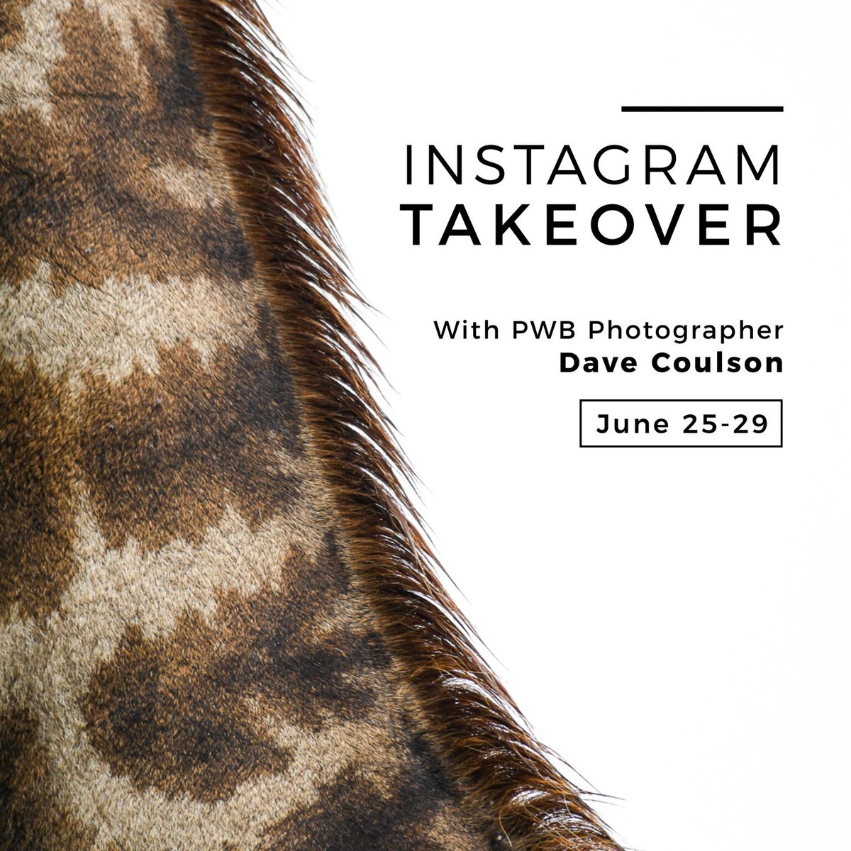 PhotographersWB's tweet photo. Tune in from June 25 - 29 as Photographers Without Borders' own @_davecoulson takes over our Instagram channel and captures the importance of conservation efforts, tips and tricks for wildlife photography, and the upcoming PWB School in Sumatra! https://t.co/H3GwkCNYnG https://t.co/Zaiccm1WOh