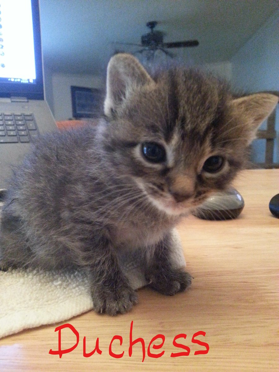 MyFosterBabies's tweet photo. The littles have updated their wish list with the hope they don't go hungry. The cabinets are running low.

#fosteringisntcheap #savetheorphans #spayandneuteryourpets #adoptcharlestoncats #CAS #fosteringsaveslives #snugglesandpurrs
https://t.co/3zYy7NZWOd via @amazon https://t.co/WXHp0Aysfy