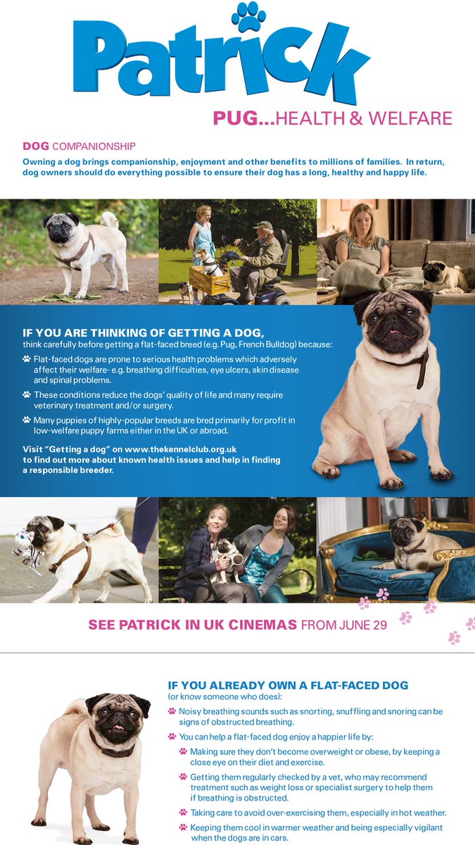 Disney's Patrick the Pug out this coming week, with big risk of stimulating demand for breed. The #BrachycephalicWorkingGroup, incl PDSA &amp; several others, has assisted <a href="/Disney_UK/">Disney UK</a> to produce welfare info for cinemas - see eg 'Pug Health &amp; Welfare' on Patrick movie homepage