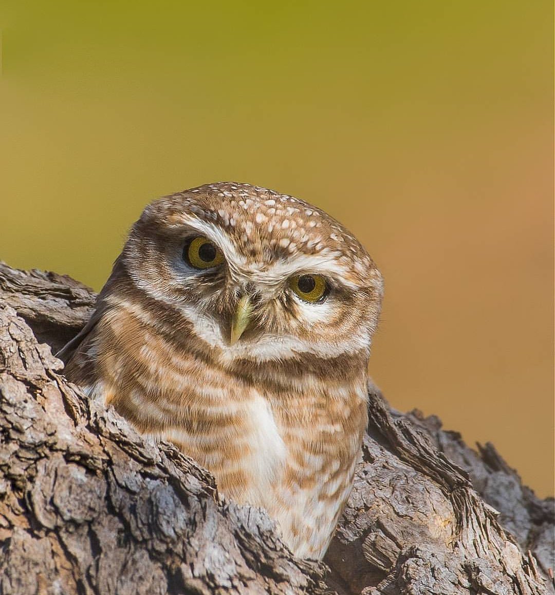 birdofficially's tweet photo. @birdofficially Out of his bunker
Bird name: Spotted owlet.
Location: Islamabad, Pakistan.
#bird #wild #nature #color #bokeh #owls #tree
#animal-#photography photooftheday
#islamabaddiaries #travelbeautifulpakistan
Hletsgotopakistan #pakistanpics
#photogs_of_pakistan #dawndotcom https://t.co/enHeHNz5vf