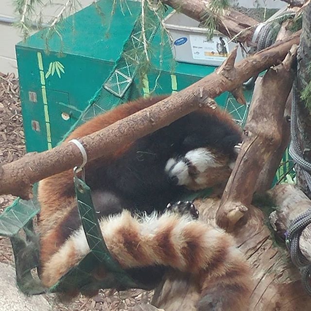 Cenastor's tweet photo. And just because he's cute lol check out this sleeping red panda!
#nature #closeup #marijuana #cannabisculture #wildlife #zoo #twitchAffiliate #dayout #adventure https://t.co/yKyvZtE9uy https://t.co/4u5aJJ7SUr