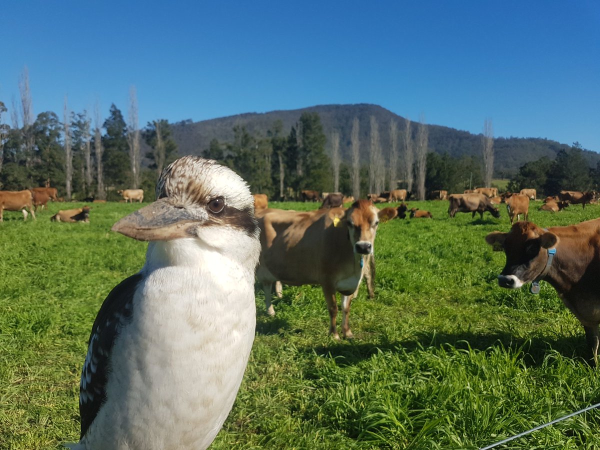 A Kookaburra and a few cows #samsung