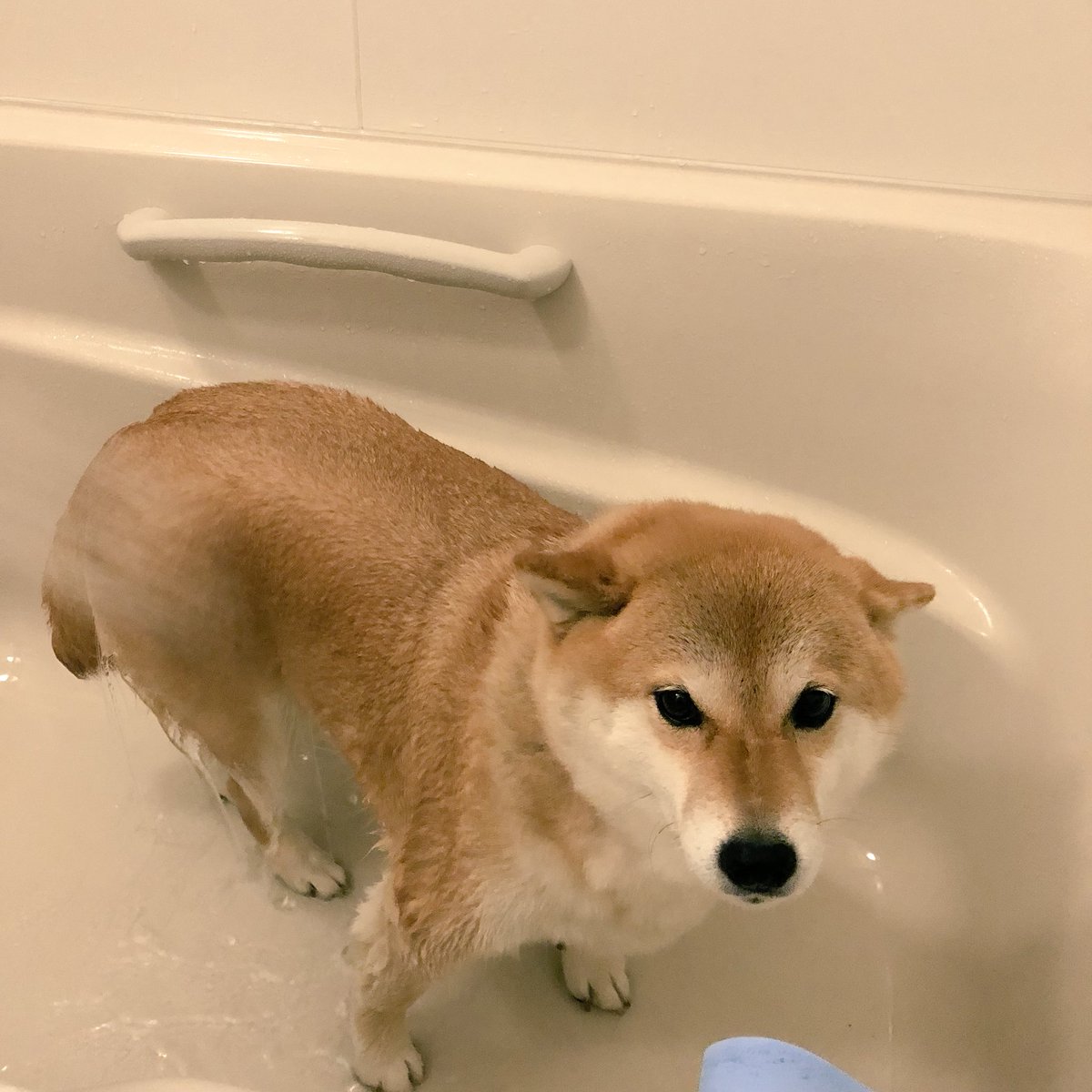 87shiba87's tweet photo. ｱﾀｼ昨日、お家でシャンプーしたんだー
終わり！って言われるまで真剣だったんだからｯ!!(◍´ᯅ `◍) https://t.co/RyI6Ohk369