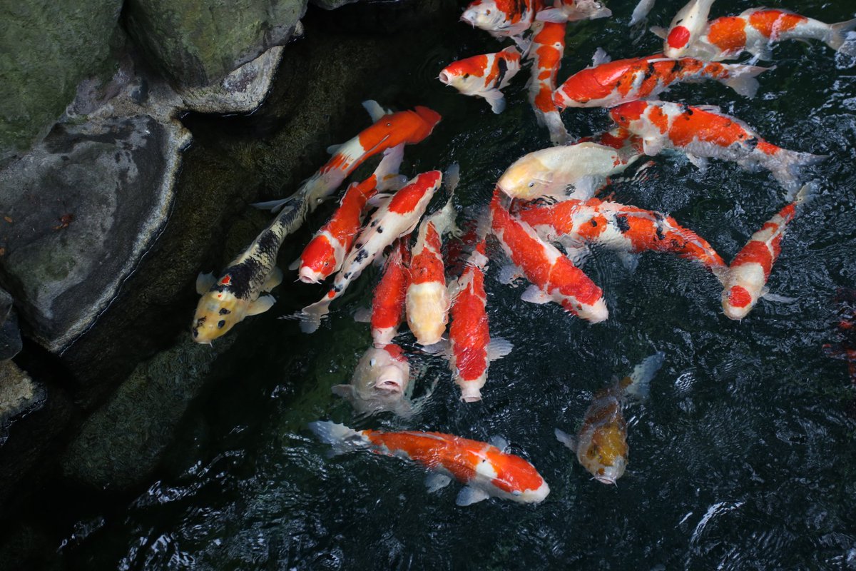 Jiranon2261982's tweet photo. *Trip J a p a n
 Fancy Carp  @ Asakusa Temple 
Around the world
•
•
•
Date : 23/06/2561
📸🌨🇯🇵

#ท่องเที่ยว #wifi #japan #asakusa #fancycarp #tripjapan #รีวิวญี่ปุ่น #ญป #เที่ยวญี่ปุ่น #ไปญี่ปุ่น #เที่ยวไปเถอะ #ginza #TWENTY2SIX #6D #Canon https://t.co/PChtTn1Arv