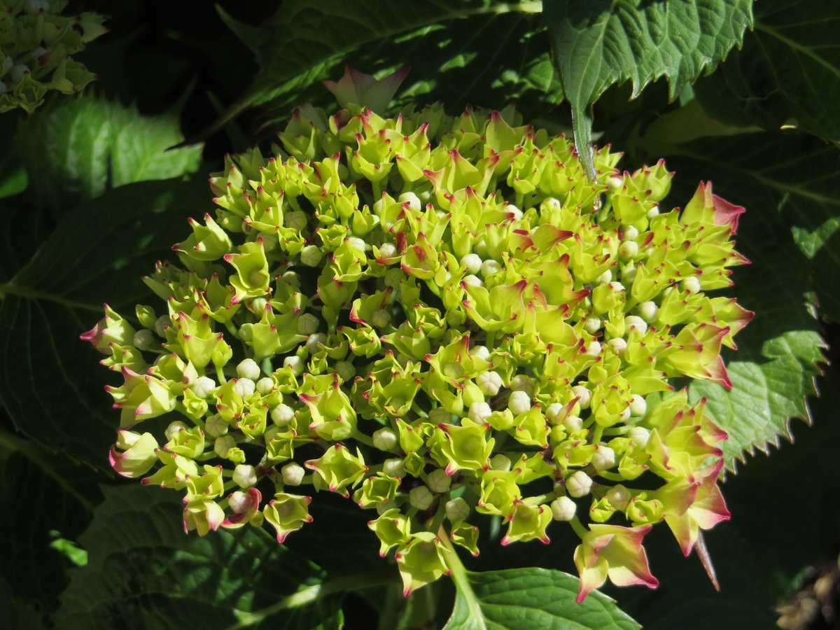 Favourite June garden experience: observing the progress of hydrangeas achieving full bloom and colour. #exploreBCgardens #GardenDaysCanada