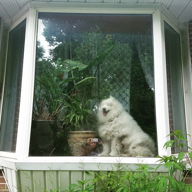 cletch's tweet photo. How much is that doggie in the window? The one with the waggly tail... #samoyed #dog #window #kingstonON #canada #canadianaconnection #realhomesense #fulltimerv #mobileofficelife #oldsong #pattipage #picturewindow https://t.co/mohRsoyRiU
