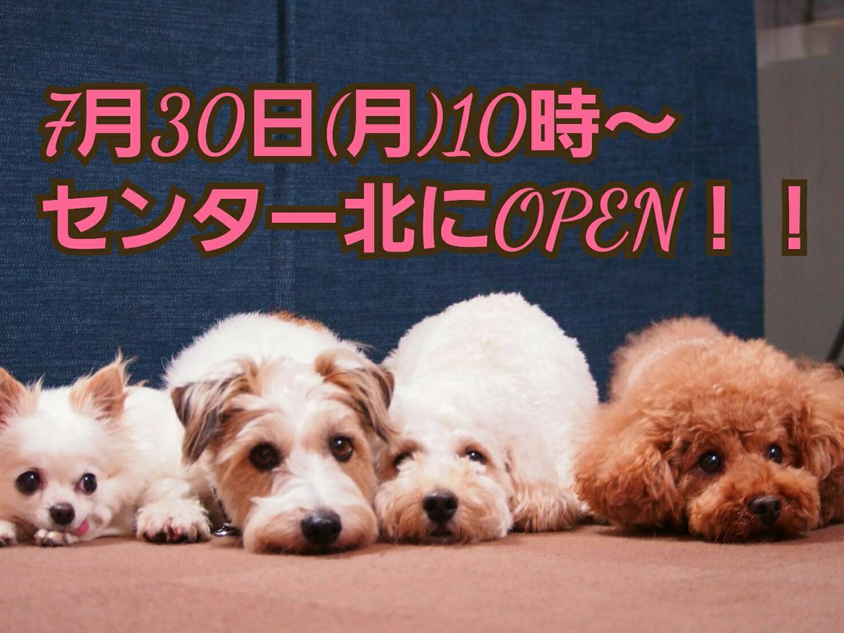 ぺっと美容室いろは Petsalon Iroha Twitter