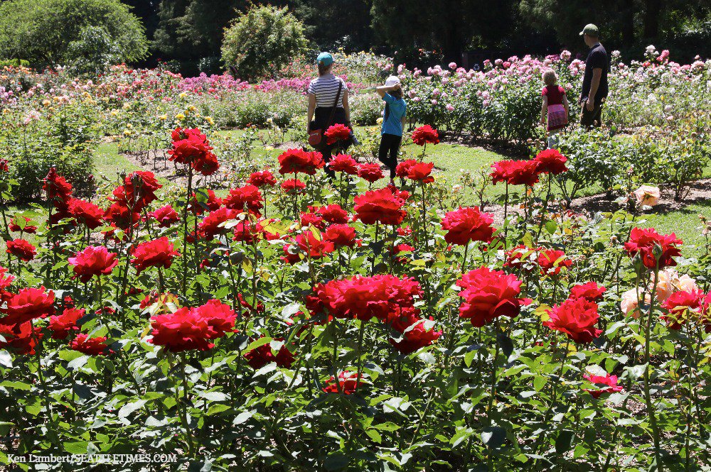 Ken Lambert On Twitter Visitors To The Woodland Park Rose Garden