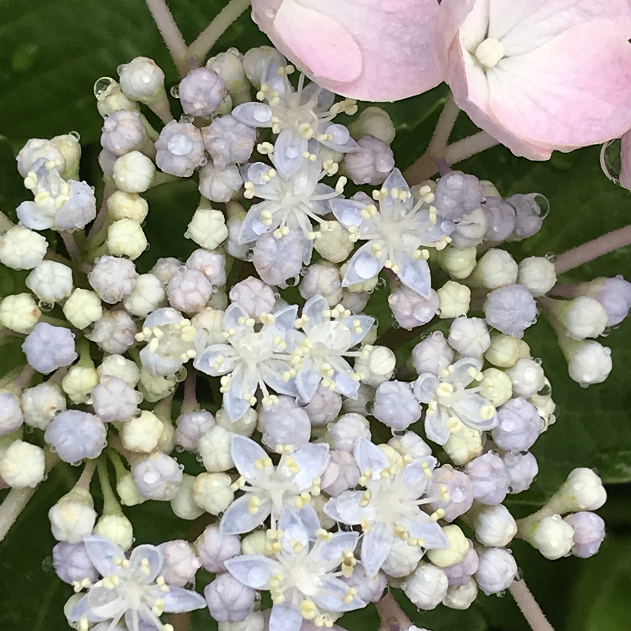 Meg 雨上がりのガクアジサイの花 まわりの花弁に見えるのは萼 がく でその中央に本当の花 両性花 がある 萼片の真ん中 に咲いてるのは装飾花 紫陽花 雨上がりの紫陽花 ガクアジサイ 装飾花 両性花 Bisexualflower Ornamentalflower