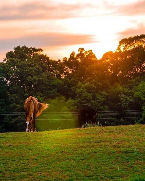 visityorkcounty's tweet photo. Nothing beats the @ASCGreenway scenery ☀️🐴 (Photo: camholmes_photography) #ASCGreenway #outdoors #myYCstory #horses https://t.co/sCgA99422w