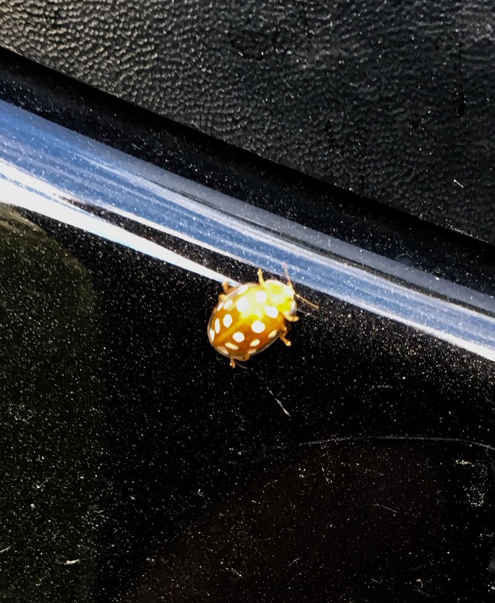 Frank_Menke's tweet image. Confused Lady bug supporting Dutch team at World cup #bugaday #epicDutchFail #oranje #Orange