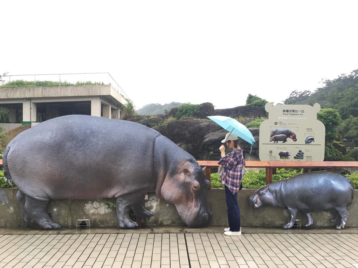 久保 貴美 Pa Twitter 台北動物園にてカバテイムの図 カバ可愛い