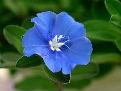 もも おはようございます 6 25誕生花 アメリカンブルー 花言葉 溢れる思い 別名エボルブルス ヒルガオ科の多年草 朝顔の仲間で鮮やかな青の花は初夏から秋まで長く咲きます 摘芯と切り戻しをして脇芽を増やすと株がこんもりしてきます 別名に