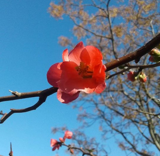 pablowij's tweet photo. #PintoFotografia #naturalcolors #sinfiltros #samsungJ2 https://t.co/vjWN3KRi4Q