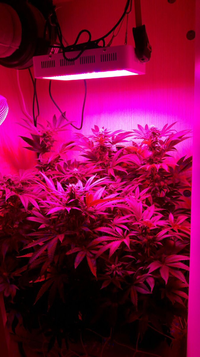 egrow_uy's tweet photo. Equipo con 30 días de floración! #clientesfelices 🍁🌺 https://t.co/KcxMK0tO7i