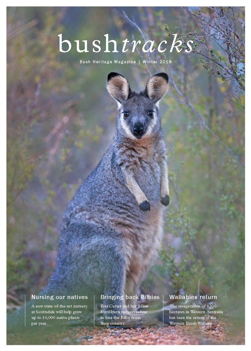 BushHeritageAus's tweet photo. PSA: head over to the Bush Heritage website to get your fix of our winter newsletter. Featuring stories about Orchids, Wallabies and Bilbies - what more could you want on your Monday morning? https://t.co/P5uiZ7keKN https://t.co/EEDesThTnx