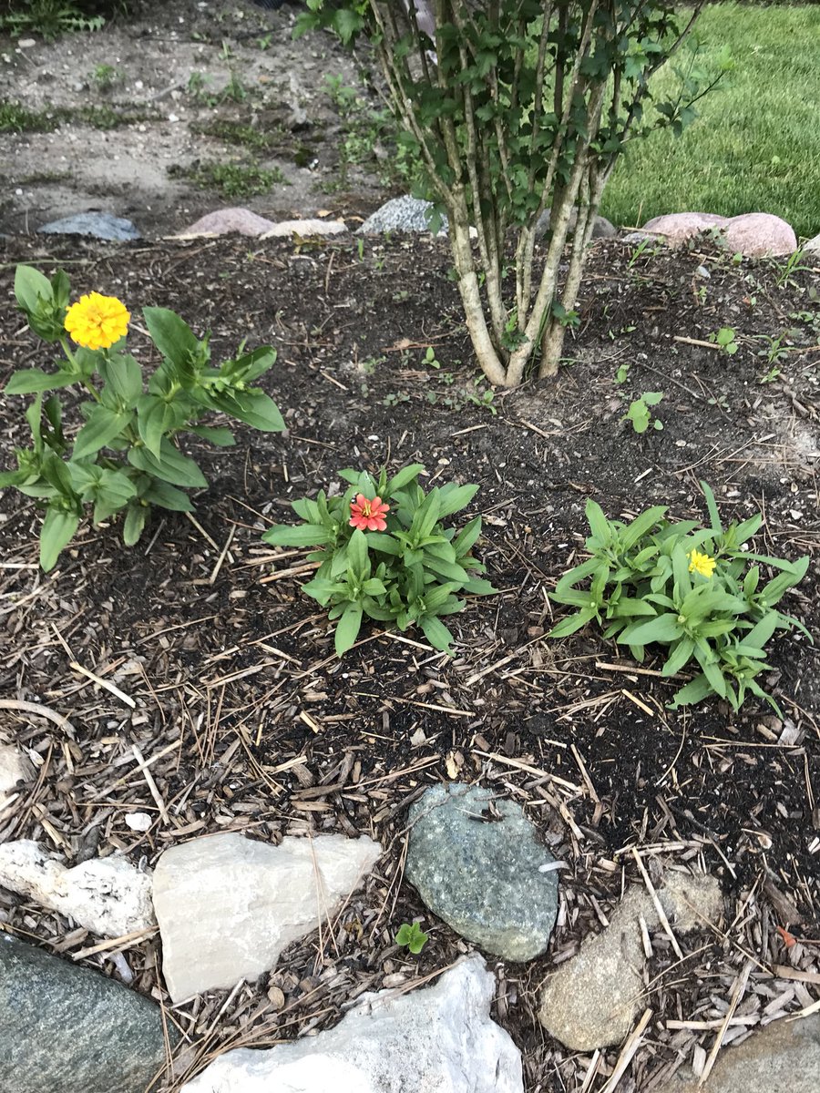 Look at this bounty from starter plants grown in the Northwood Greenhouse! Who else has pics to share? <a href="/nwhuskies/">Northwood Middle School</a>