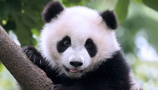 Makeup Tip Monday:
Panda Eyes.Does your eyeliner slip down to under the eyes to give you dark circles?Take a flat head eyeshadow brush and dip it in pressed powder.Place directly onto the liner and  underneath the liner
#makeuptip #panda #bridalmakeup #beautifuleyes