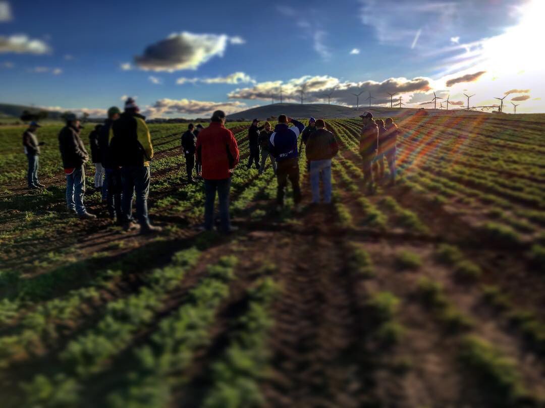 michaela_agro's tweet photo. A great turn out for our #AgPack #crop walk & bbq #canola #carrots #preems #rowspacing #5t #aboveandbeyond 📷: @seerzy5 @IKCaldwell @RoBrown25 https://t.co/tIELgmS2d5