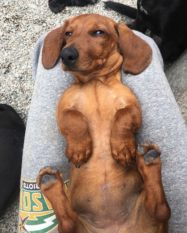 theurbanhound's tweet image. Lazy weekend long dog. 🌭 (Check out our Facebook for a bunch more weekend doggo photos.)
·
·
·
#theurbanhoundhotel #urbanhound #dogsofthesouthend #dogsofboston #theurbanhound #southenddogs #bostondogs #bostondogtrainer #bostondogwalker #bostondoggroo… ift.tt/2luSQoH