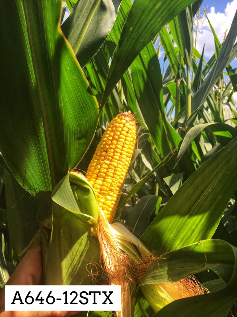 ChrisM_Cooper's tweet photo. Great day with Randy Dowdy at his farm in Valdosta, GA evaluating current and new hybrids in strip trial testing. 3 new hybrids caught our eye. Exciting new genetics that will be for sale in 2019. https://t.co/j26WvCtpt4