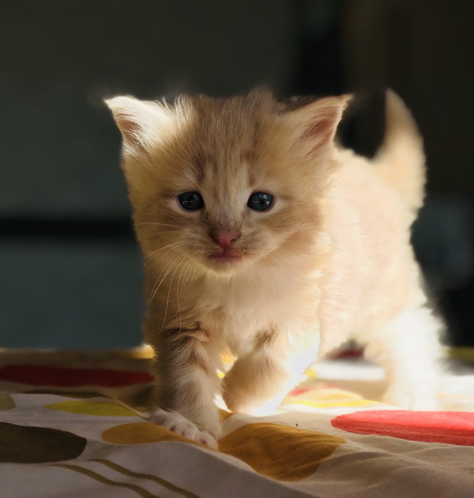 FunfuN38713999's tweet photo. クリームダビー
キャリコ
ブルーパッチドダビー＆ホワイト
#���インクーンの子猫ちゃん
https://t.co/1XepKkeFoP https://t.co/Ur9rJpdmnZ
