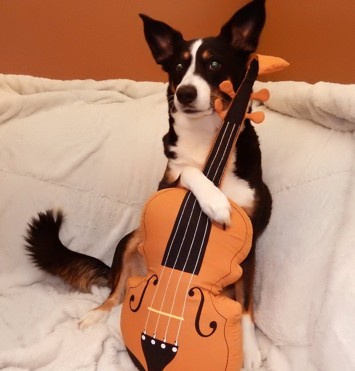 Hey <a href="/dog_rates/">WeRateDogs</a> what do you think of Lucy?