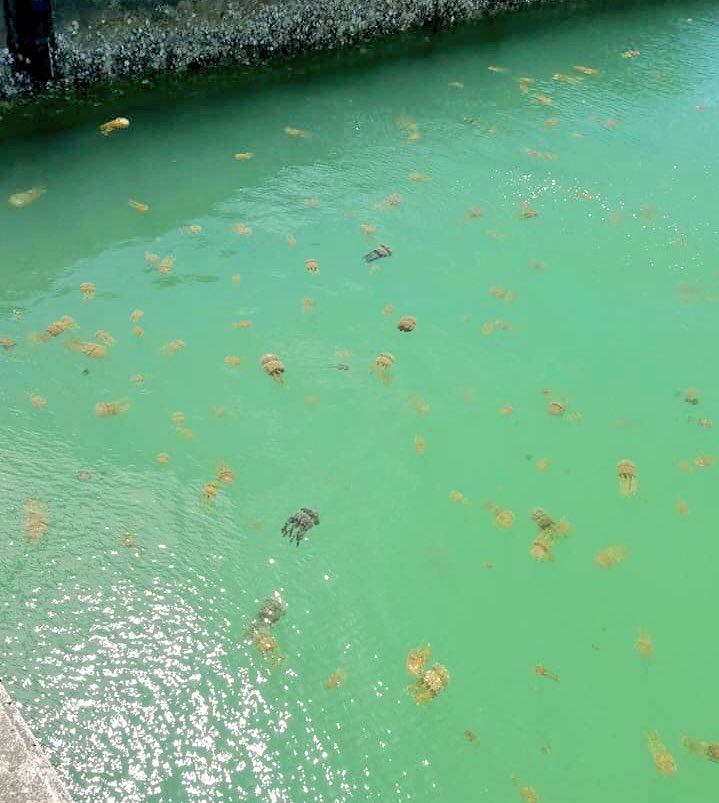 オキジモ 沖縄県地元情報局 注意喚起 県内北部の漁港にクラゲが大量発生しているようです 皆様お気をつけ下さい オキジモ 沖縄県地元情報局 注意喚起 県内北部の漁港にクラゲが大量発生しているようです 皆様お気をつけ下さい