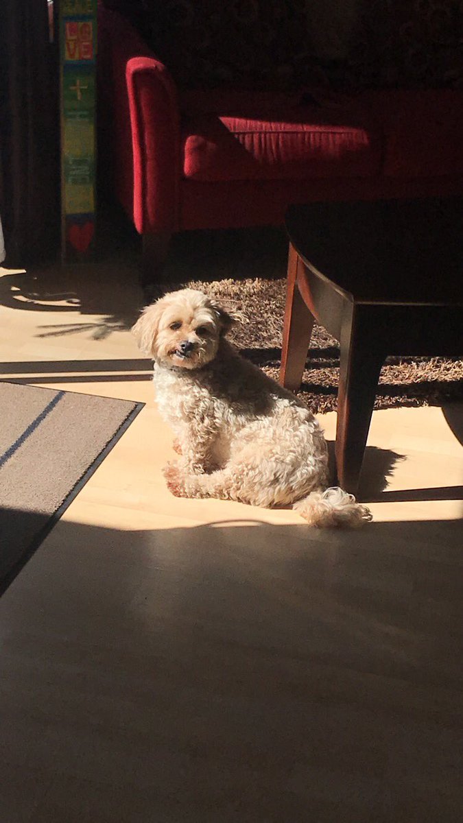 NicoleBarth8's tweet photo. Back on Twitter. Here’s some pictures of Mufasa to celebrate https://t.co/hyLKWdyJYX